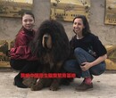 2018年小藏獒出售小藏獒价格小藏獒图片獒响中国藏獒图片