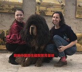 买藏獒买纯种藏獒青海藏獒找獒响中国原生藏獒繁育基地