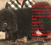 藏獒出售藏獒幼犬藏獒配种价格尽在獒响中国藏獒基地