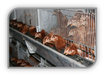 肉鸡笼养设备、商品肉鸡三层笼养供应