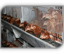 肉鸡笼养设备、商品肉鸡三层笼养供应图片