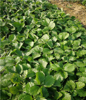 醉飛草莓苗供應(yīng)商、醉飛草莓苗基地