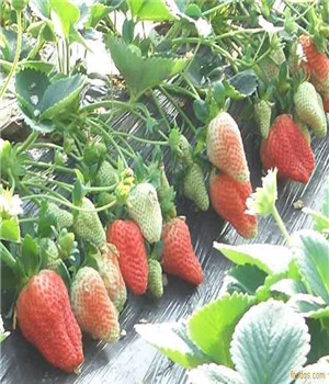 紅星草莓苗產(chǎn)地、紅星草莓苗品種
