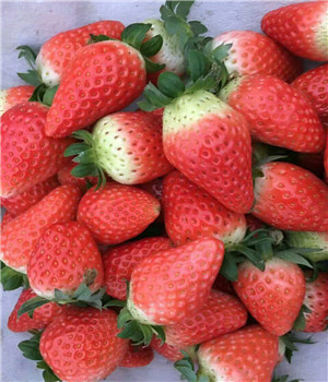 丽红草莓苗产地、丽红草莓苗价格