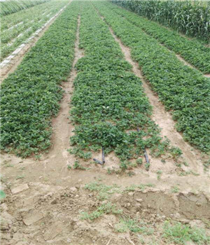 甘王草莓苗價格、甘王草莓苗產(chǎn)地