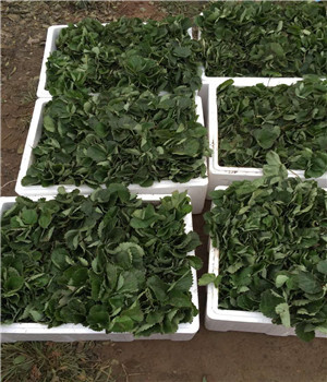 四季草莓草莓苗報價、四季草莓草莓苗報價
