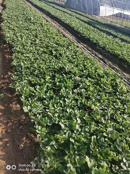 京郊小白草莓苗产地、京郊小白草莓苗基地