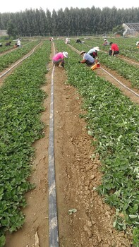 宁玉草莓苗供应商、宁玉草莓苗供应商