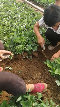 雪里香草莓苗基地、雪里香草莓苗批发