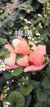 章姬草莓苗品种、章姬草莓苗产地