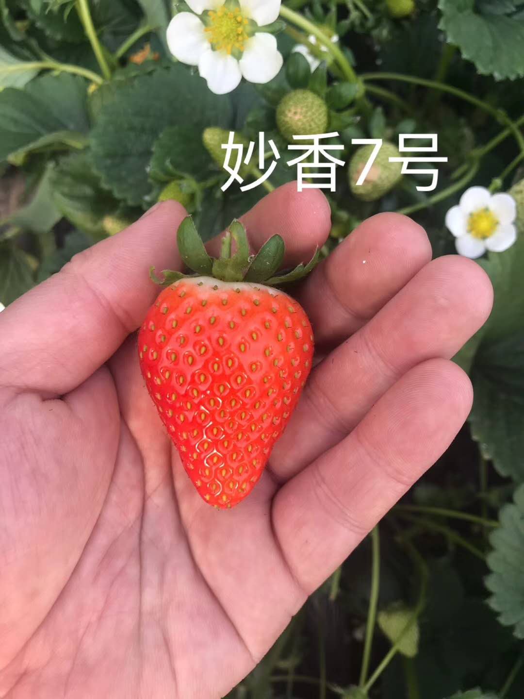 淡雪草莓苗基地、淡雪草莓苗产地