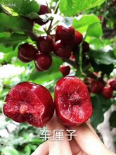 吉塞拉5号砧木报价、吉塞拉5号砧木报价图片