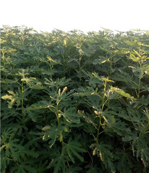 信陽波姬紅無花果苗現(xiàn)在價格