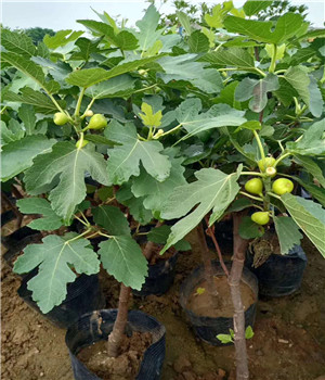 張家口布蘭瑞克無花果苗便宜培育基地