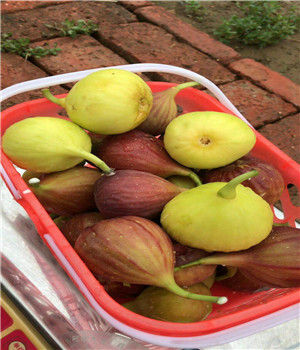 達(dá)州3公分無花果苗培育基地