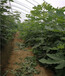中卫白娜草莓苗便宜基地