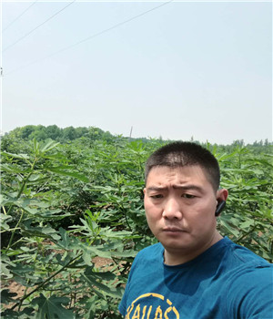 巴南波姬红无花果苗价格走势表