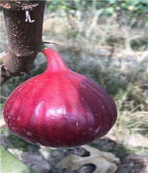 锦州芭劳奈无花果苗便宜基地