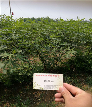 中卫白娜草莓苗便宜基地