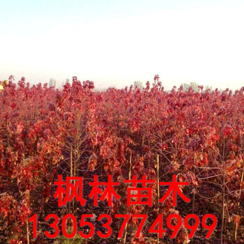現(xiàn)貨供應(yīng)2公分紅楓3公分紅楓價(jià)格