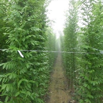 楓林苗木3公分國槐價格