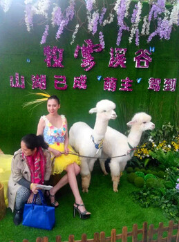 广州白云有羊驼出租矮马展览租赁