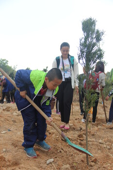 深圳哪里可以植树？专接待公司企业学校团队植树节活动