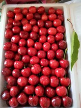 红灯樱桃价格红灯樱桃行情陕西万亩樱桃基地价格