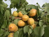 凱特杏價格，大荔縣凱特杏產地，陜西凱特杏基地，凱特杏大量批發