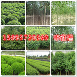 淮北市周边供应3公分红叶李种植基地图片3