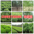 许昌附近哪有6公分栾树多少钱一棵159-9372-0369图片