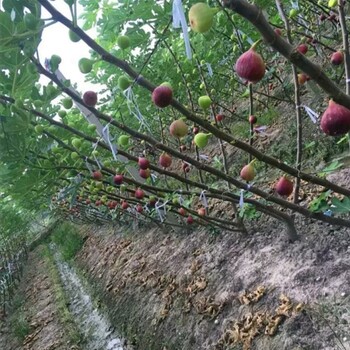 波姬紅無(wú)花果苗哪里有賣，無(wú)花果苗基地
