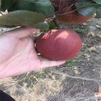 奧紅一號(hào)紅梨樹苗多少錢一棵紅梨樹苗價(jià)格