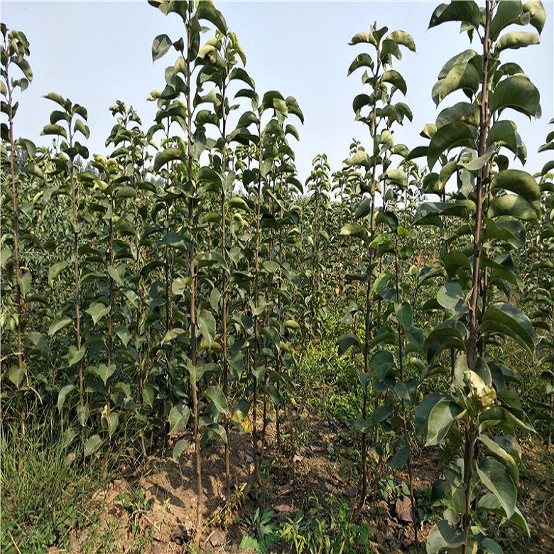 新紅梨樹(shù)苗適應(yīng)土壤