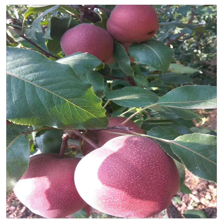 紅梨樹(shù)苗育苗場(chǎng)