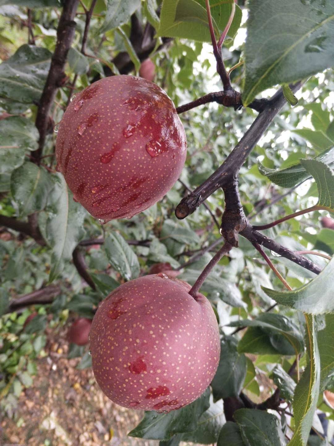 紅梨樹苗產(chǎn)地