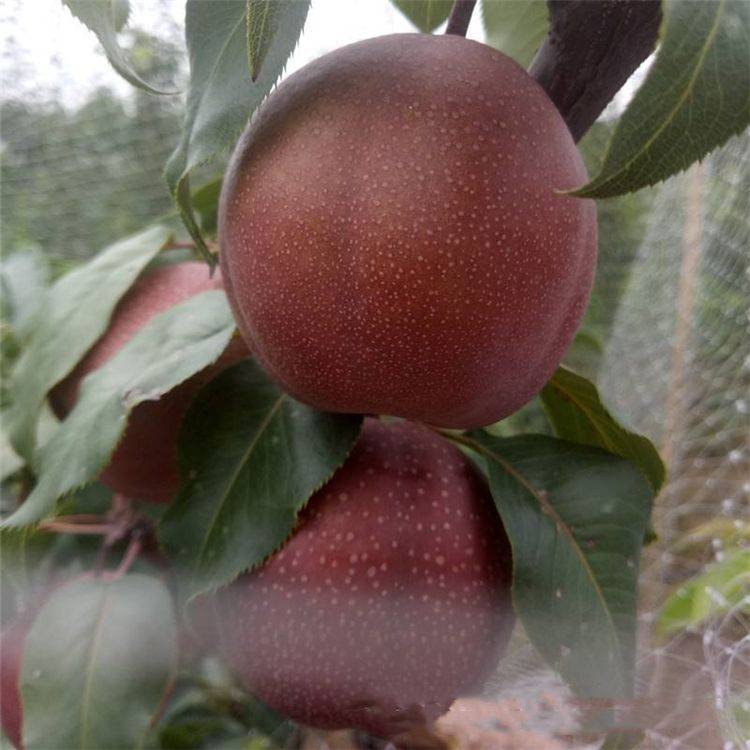 全紅梨樹苗育苗場
