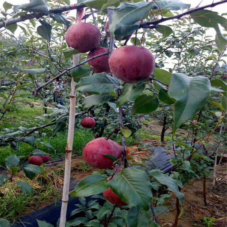全紅梨樹苗產(chǎn)量