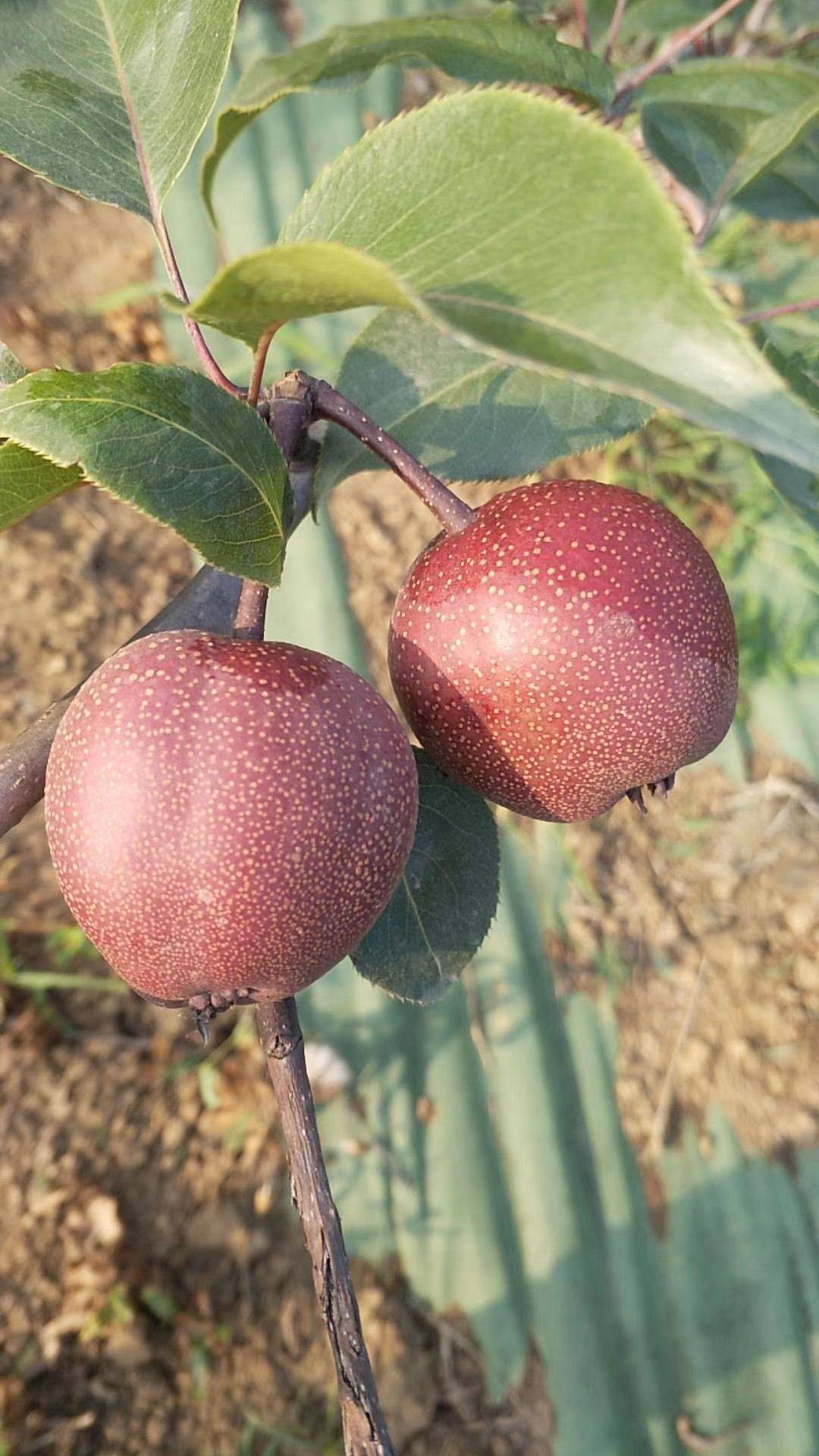 紅梨樹(shù)苗育苗場(chǎng)