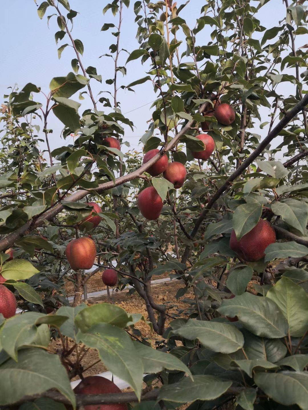 紅梨樹苗產(chǎn)地