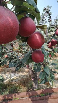 新紅梨樹苗廠家