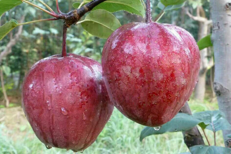 紅皮梨樹苗適應(yīng)土壤