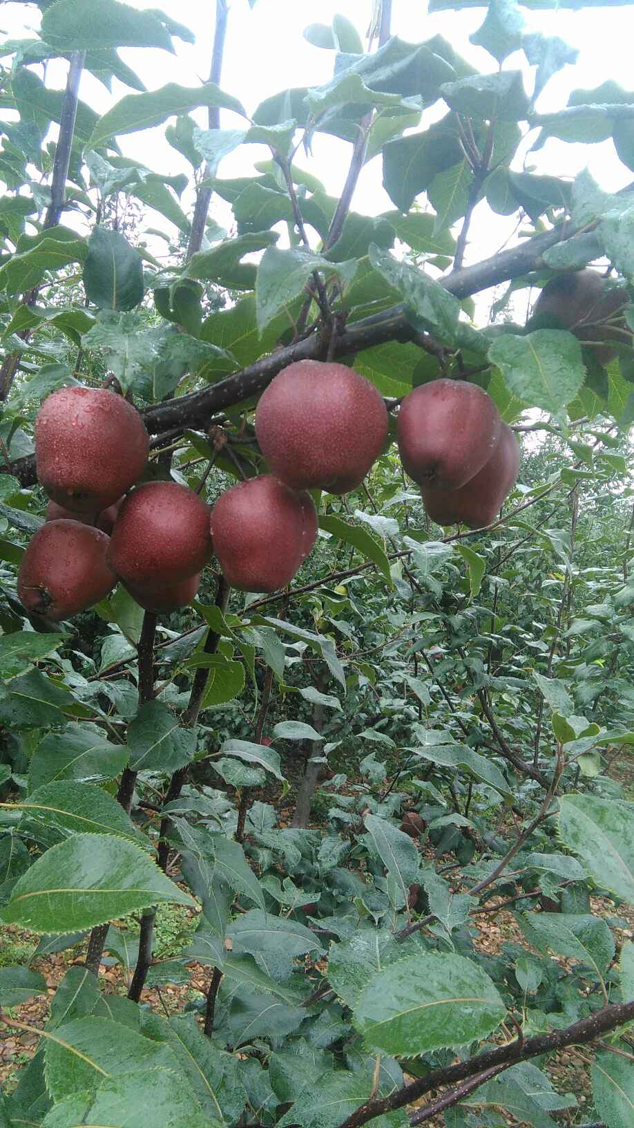 新紅梨樹苗果樹基地