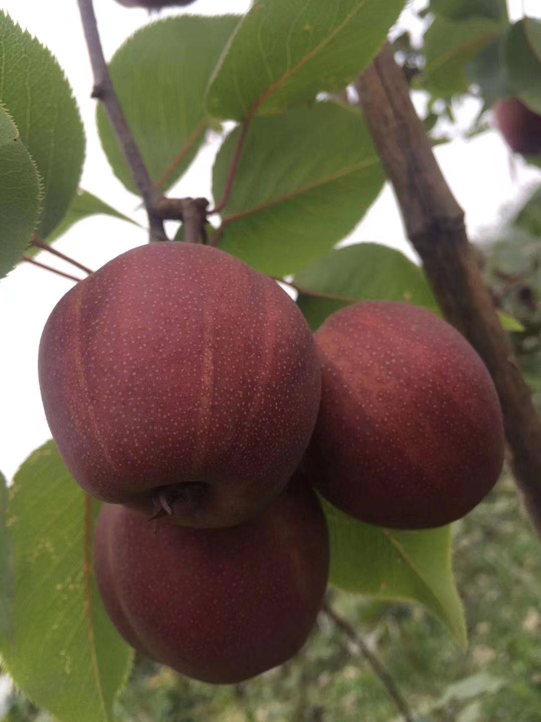 新紅梨樹苗氣候要求山西