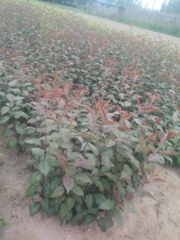 紅梨樹(shù)苗育苗公司