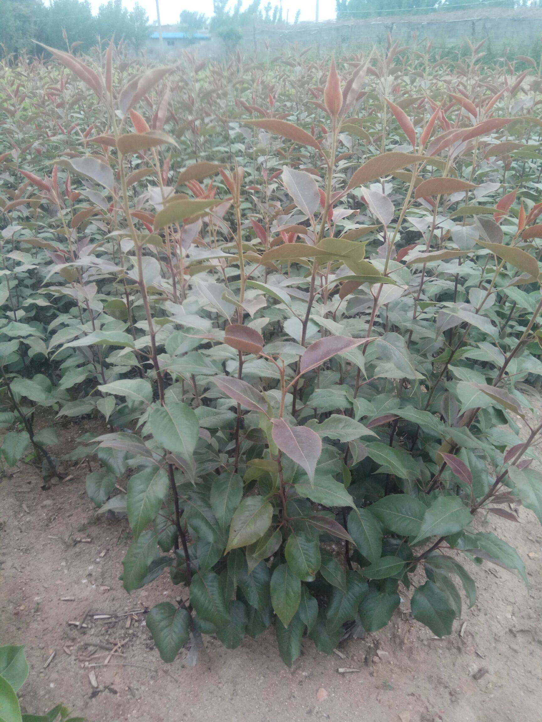 奧弘梨樹(shù)苗氣候要求