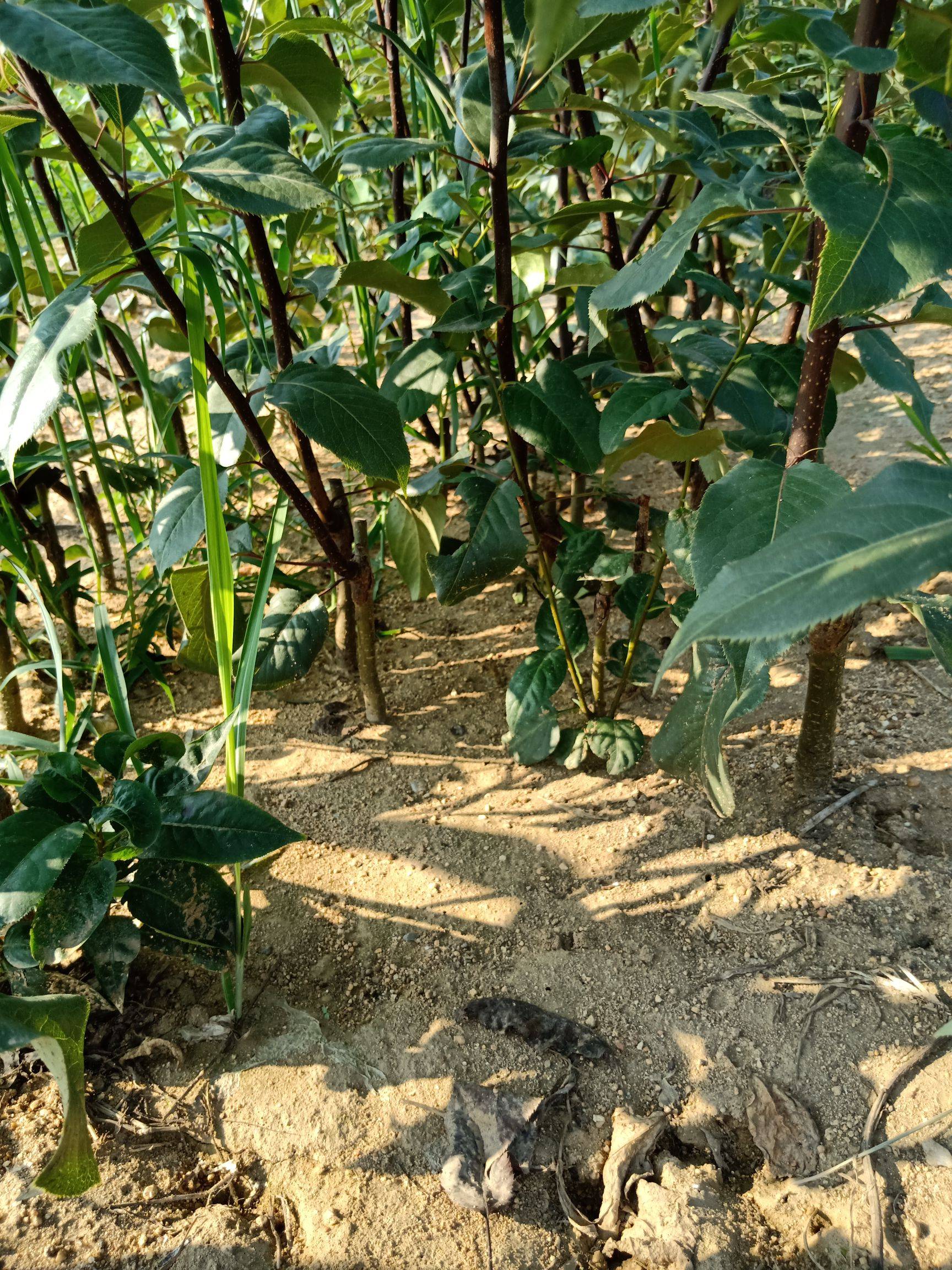 奧紅一號(hào)紅梨樹(shù)苗價(jià)格