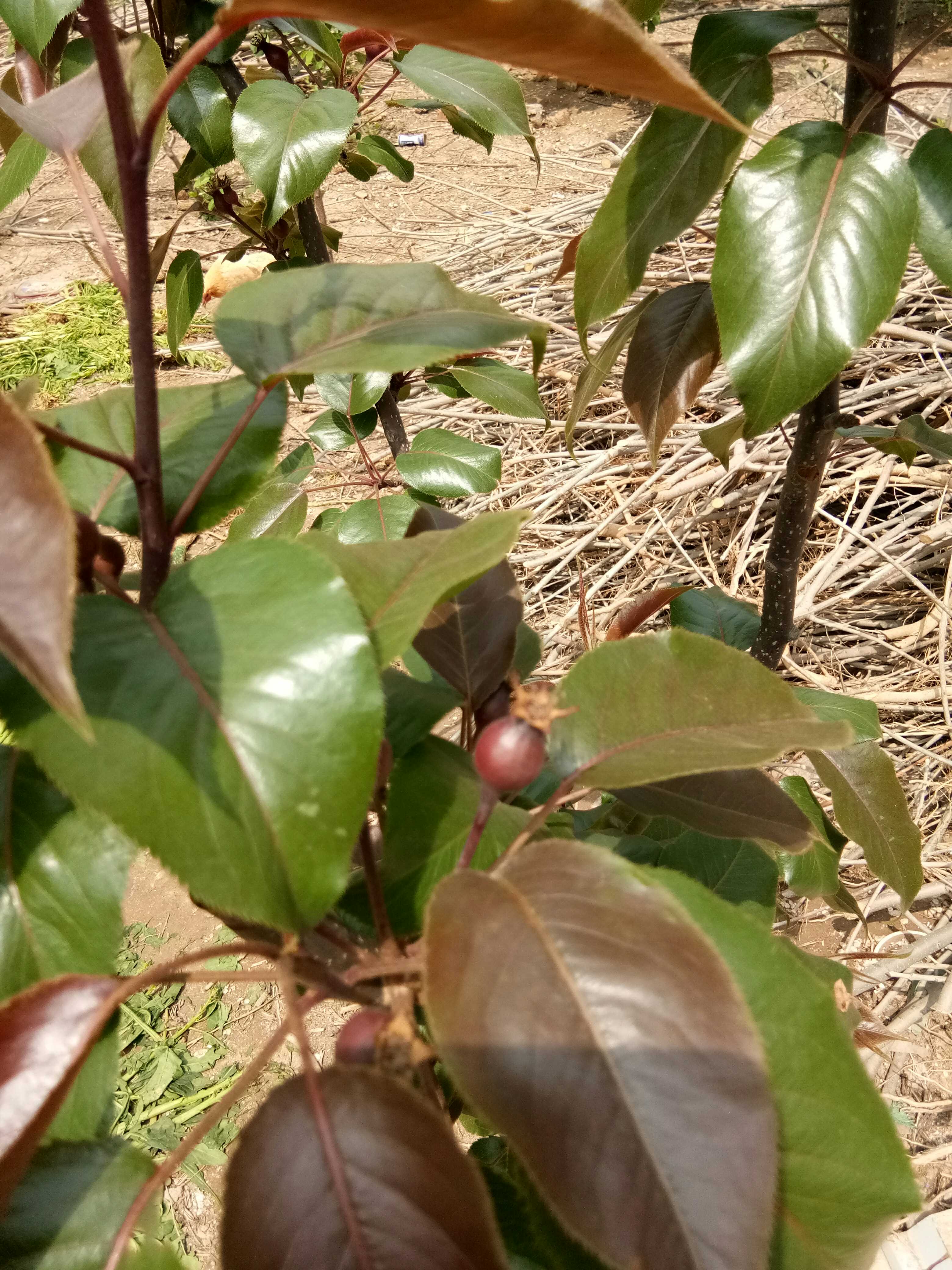 全紅梨樹苗產(chǎn)量