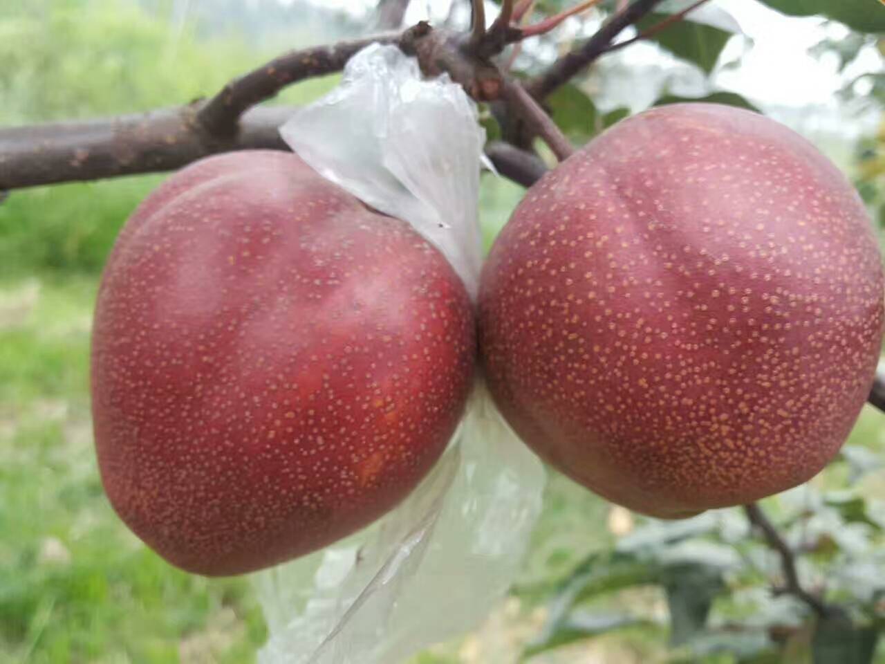 全紅梨樹苗育苗場