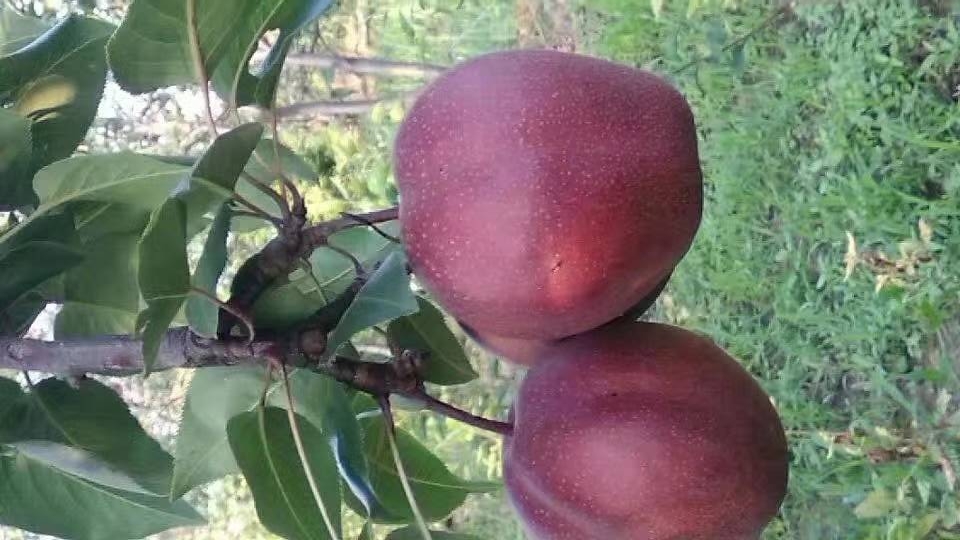 奧紅一號(hào)紅梨樹(shù)苗價(jià)格